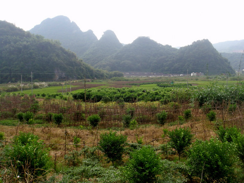 Some rice but much more dry plant agriculture.